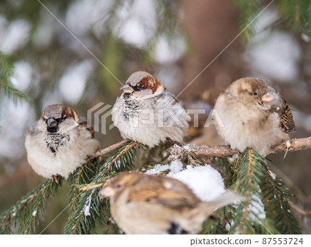 Three Sparrows sits on a fir branch in the autumn or winter 87553724