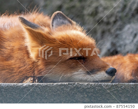 Golden jackal in nature tracks down prey, portrait Golden jackal in nature tracks down prey, portrait 87554150