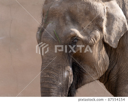Portrait of an adult Indian elephant with tusks one summer day Portrait of an adult Indian elephant with tusks one summer day 87554154