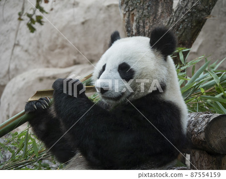 Panda goes on a background of green grass 87554159