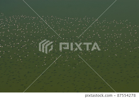 Flamingos flock in a salty lagoon, La Pampa Province,Patagonia, Argentina. Flamingos flock in a salty lagoon, La Pampa Province,Patagonia, Argentina. 87554278