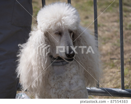 Sitting in the street of the royal poodle with white fur 87554383