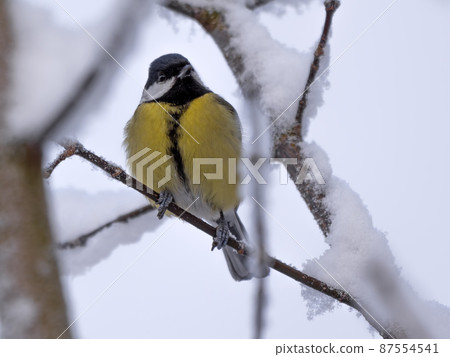 Birds near Moscow, yellow oatmeal on a tree branch Birds near Moscow, yellow oatmeal on a tree branch 87554541