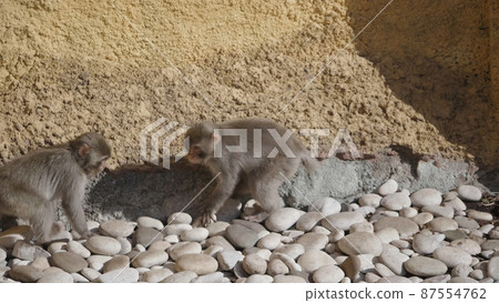 Portrait of a japanese macaque (snow monkey) 87554762