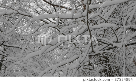 Winter forest during a snowfall, slow motion Winter forest during a snowfall, slow motion 87554894
