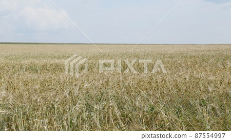 Fields of wheat at the end of summer fully ripe Fields of wheat at the end of summer fully ripe 87554997