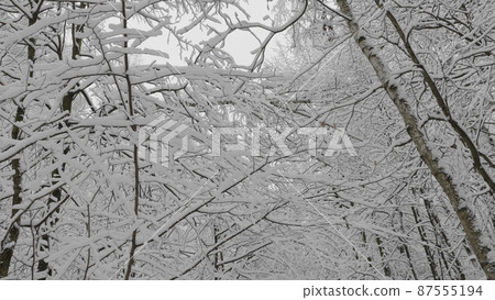 Winter forest during a snowfall, slow motion Winter forest during a snowfall, slow motion 87555194