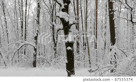 Winter forest during a snowfall, slow motion Winter forest during a snowfall, slow motion 87555374