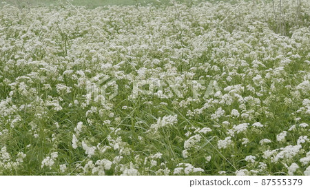Close up of white chamomile flowering in spring Close up of white chamomile flowering in spring 87555379