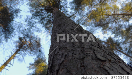 Autumn leaves fall in the forest, natural landscape Autumn leaves fall in the forest, natural landscape 87555428