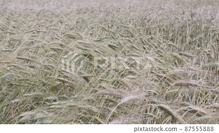 Fields of wheat at the end of summer fully ripe Fields of wheat at the end of summer fully ripe 87555888