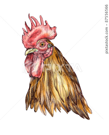 Cockerel head ink drawing 87556566
