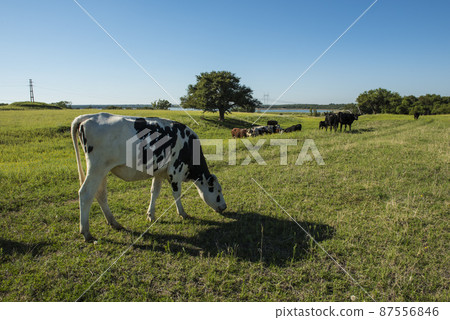 Cows in pampas landscape,Patagonia Cows in pampas landscape,Patagonia 87556846