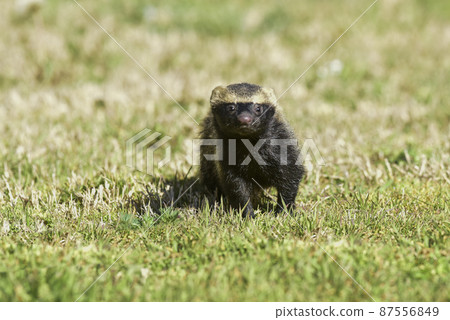 Little grison,Pampas, Patagonia, Argentina 87556849