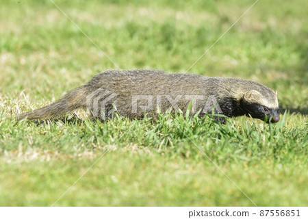 Little grison,Pampas, Patagonia, Argentina 87556851