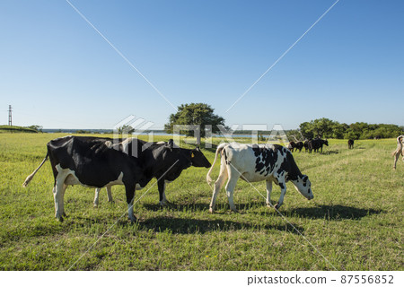 Cows in pampas landscape,Patagonia Cows in pampas landscape,Patagonia 87556852