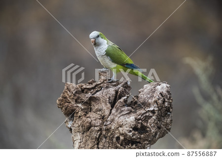 Parakeet,feeding on wild fruits, La Pampa, Patagonia, Argentina 87556887