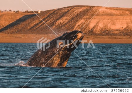 Whale jumping in Peninsula Valdes,, Patagonia, Argentina 87556932
