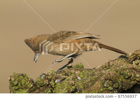 Brown cacholote , in Pampas forest environment, La Pampa province, Patagonia , Argentina 87556937