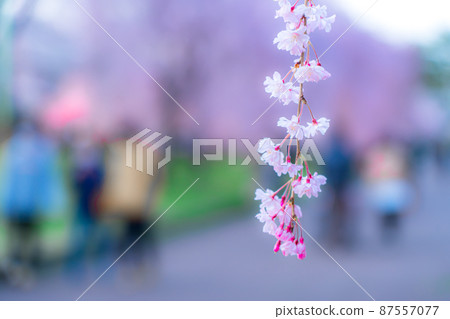辻丘公園內的櫻花(宮城縣仙台市) 辻丘公園內的櫻花(宮城縣仙台市) 87557077