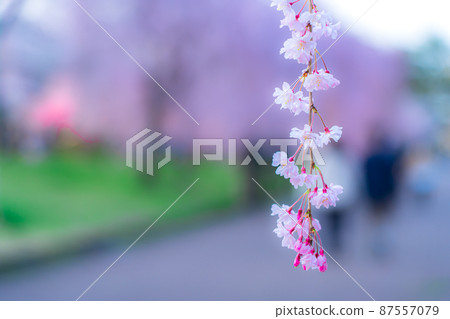 辻丘公園內的櫻花(宮城縣仙台市) 辻丘公園內的櫻花(宮城縣仙台市) 87557079