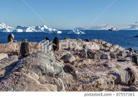 Gentoo penguins standing on the rocks and cruise ship in the background at Cuverville Island, Antarctica Gentoo penguins standing on the rocks and cruise ship in the background at Cuverville Island, Antarctica 87557161