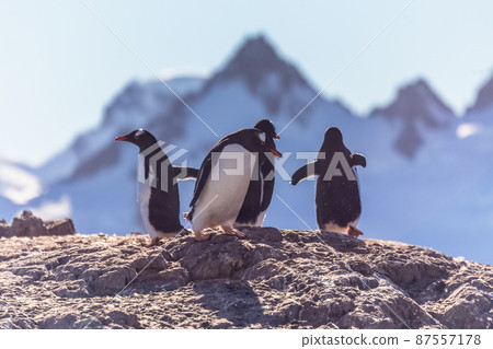 Gentoo penguins standing on the coastline with mountains in the background, Cuverville Island, Antarctica Gentoo penguins standing on the coastline with mountains in the background, Cuverville Island, Antarctica 87557178