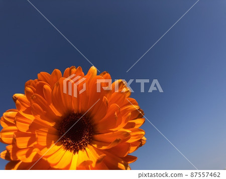 Pot marigold Pot marigold 87557462
