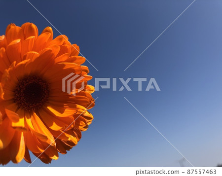 Pot marigold Pot marigold 87557463