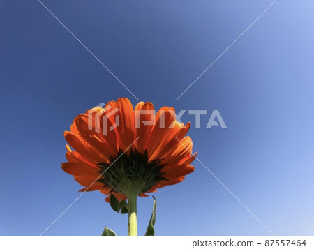 Pot marigold Pot marigold 87557464