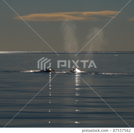 whale breathing, Peninsula Valdes,, Patagonia, Argentina 87557562