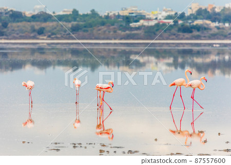 Pink flamingos walking along the coast, Larnaca salt lake, Cyprus 87557600