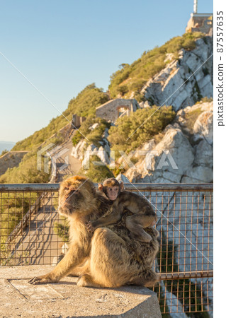 Magot monkey bearing baby at the Rock of Gibraltar 87557635