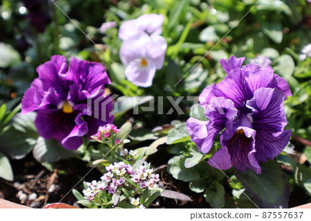 種子三色堇群植 種子三色堇群植 87557637