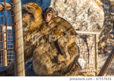 Magot monkey bearing baby at the Rock of Gibraltar Magot monkey bearing baby at the Rock of Gibraltar 87557638