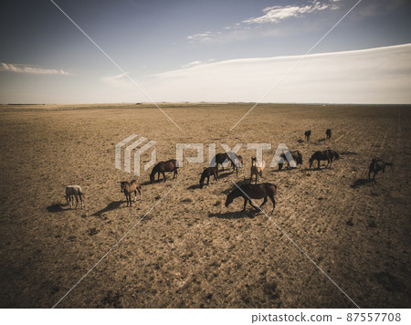 Troop of horses, on the plain, in La Pampa, Argentina Troop of horses, on the plain, in La Pampa, Argentina 87557708