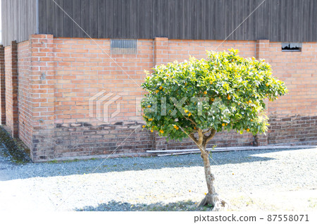 Brick incinerator and tangerine tree 87558071