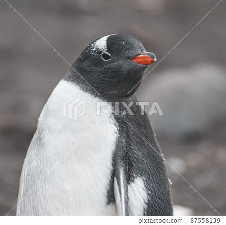 Gentoo Penguin,Hannah Point, Antartica 87558139