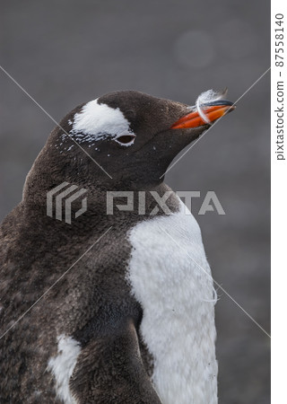 Gentoo Penguin,Hannah Point, Antartica 87558140