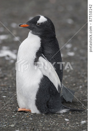Gentoo Penguin,Hannah Point, Antartica 87558142