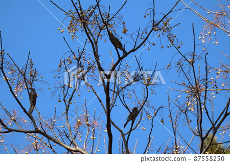 A landscape of bulbuls perching to eat fruit in the blue sky and the trees of Chinaberry A landscape of bulbuls perching to eat fruit in the blue sky and the trees of Chinaberry 87558250