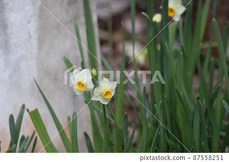 Scenery where daffodil flowers with white petals bloom Scenery where daffodil flowers with white petals bloom 87558251
