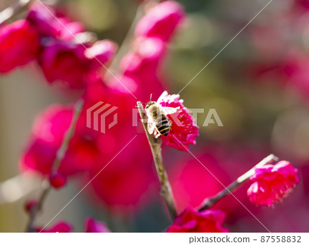 蜜蜂和梅花 蜜蜂和梅花 87558832