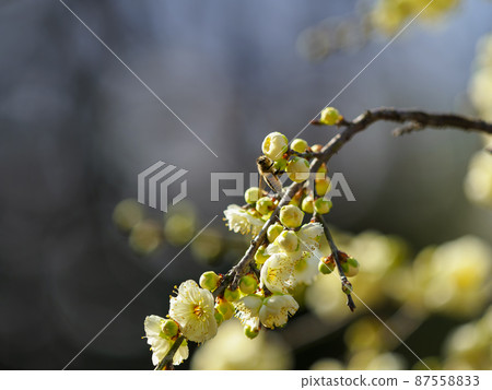 蜜蜂和梅花 蜜蜂和梅花 87558833