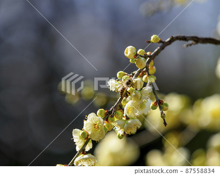 蜜蜂和梅花 蜜蜂和梅花 87558834