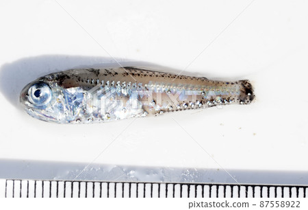 漂浮物岩田高 87558922