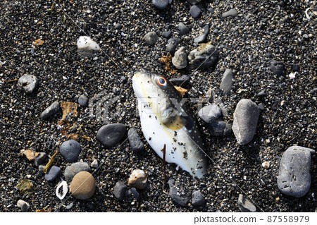 Flotsam wreckage Flotsam wreckage 87558979