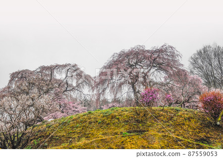勝馬藥師堂的小櫻在雨中 87559053