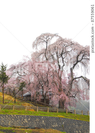 Sakura of Katsuma Yakushido in the rain Sakura of Katsuma Yakushido in the rain 87559061