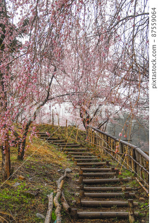 勝馬藥師堂的小櫻在雨中 87559064